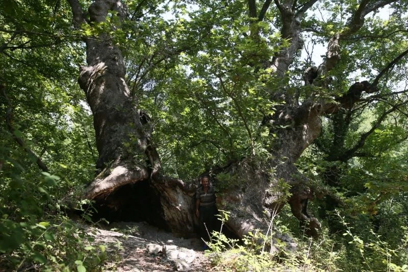 Define bulmak için 700 yıllık çınarı talan edip yaktılar

