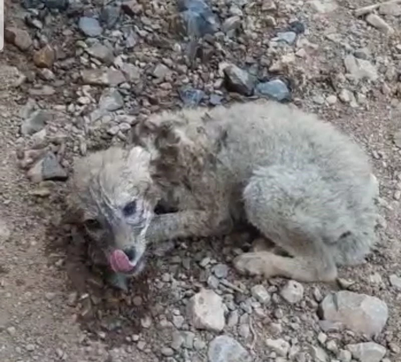 Yavru kurda can suyu
