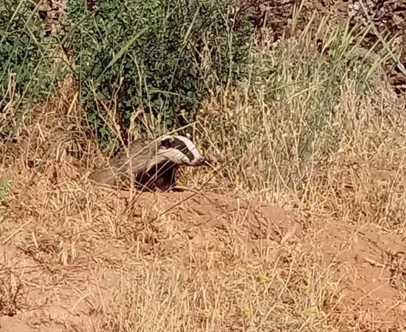Elazığ’da oklu kirpi görüntülendi

