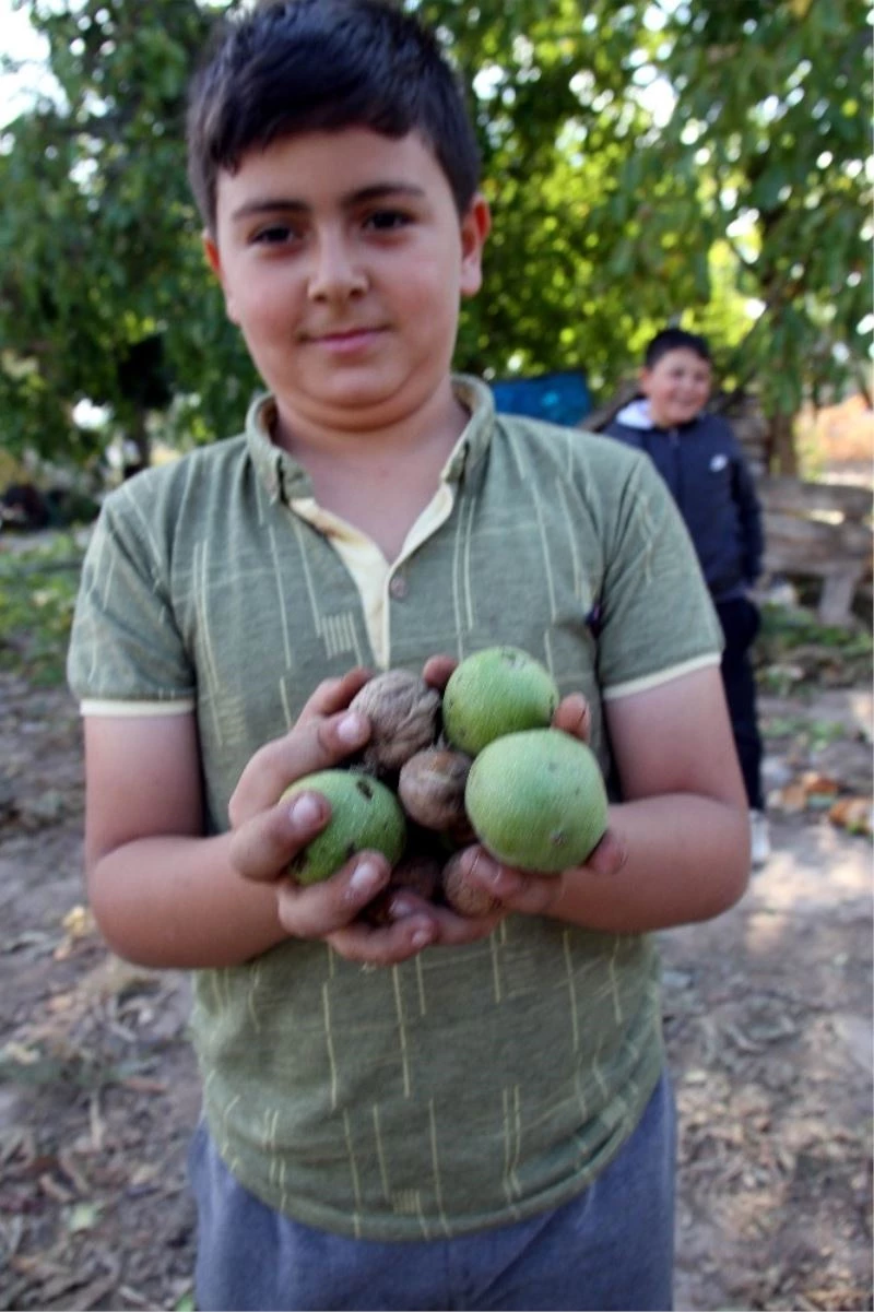 Beyşehir’de ceviz üretimi destekleniyor
