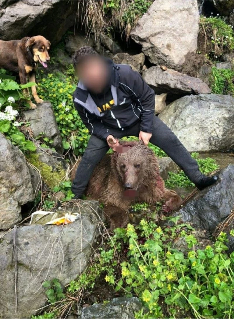 Yavru boz ayıyı vuran şahsa 30 bin 608 TL para cezası
