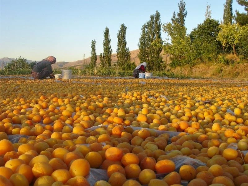 Sarı’nın kahve rengine yolculuğu
