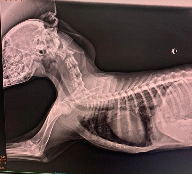 Sokak köpeği ameliyatla hayata döndürüldü
