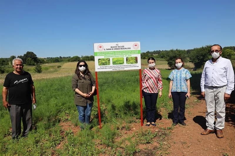 Bilecik tarımında alternatif bir ürün ’rezene’

