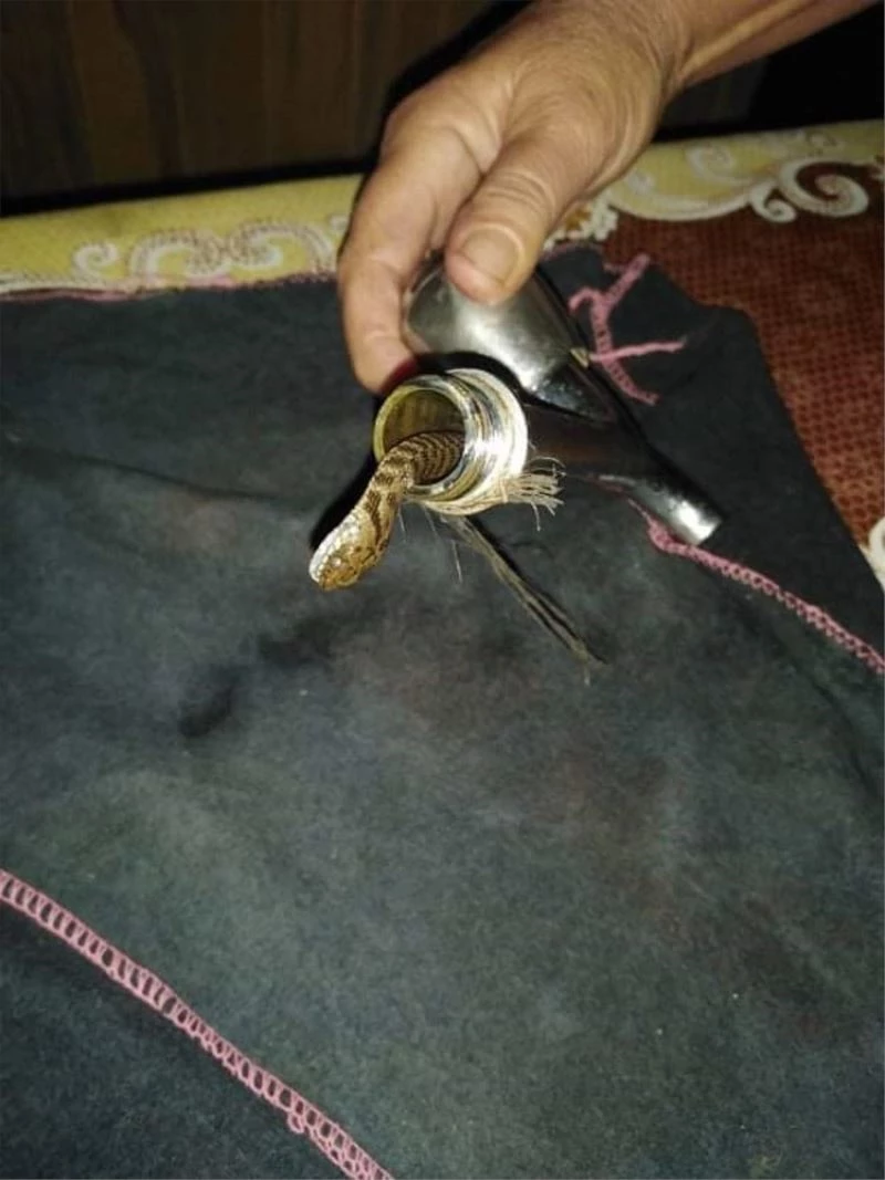 Musluktan yılan çıktı
