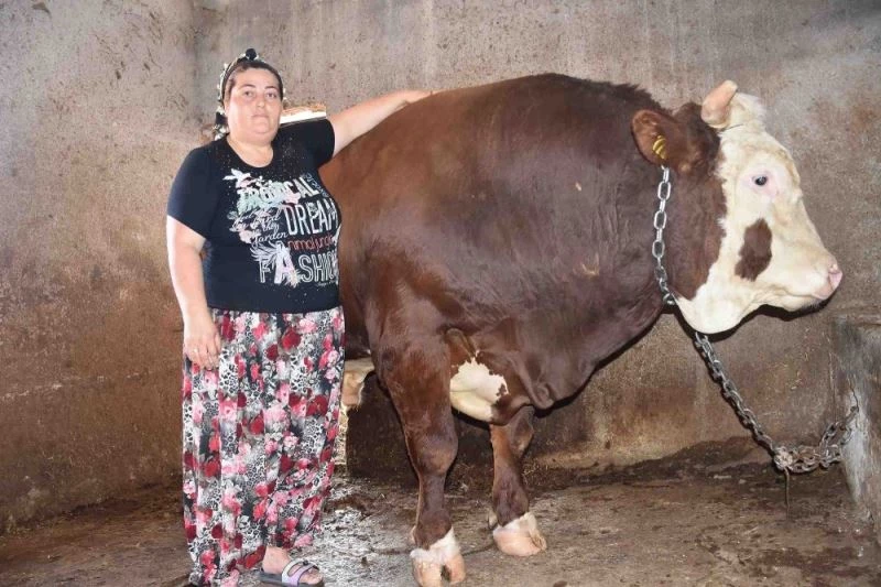 Kapılardan geçemeyen bin 400 kilogramlık boğa satışta
