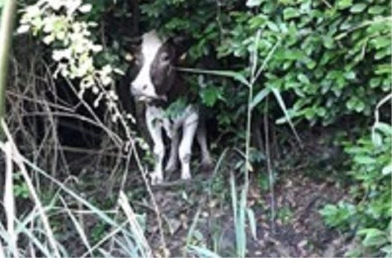 Bataklıkta mahsur kalan inek AFAD tarafından kurtarıldı
