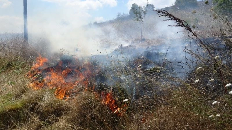 Tuzla’da otluk alanda yangın çıktı, çekirgeler kaldırımı istila etti

