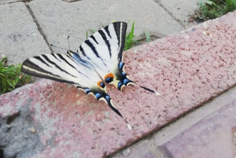 Çelikhan’da zebra çatal kuyruklu kelebek görüldü
