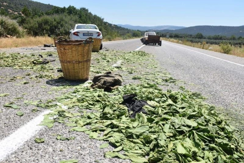 Tütün toplamaya gitmişti, kazada hayatını kaybetti
