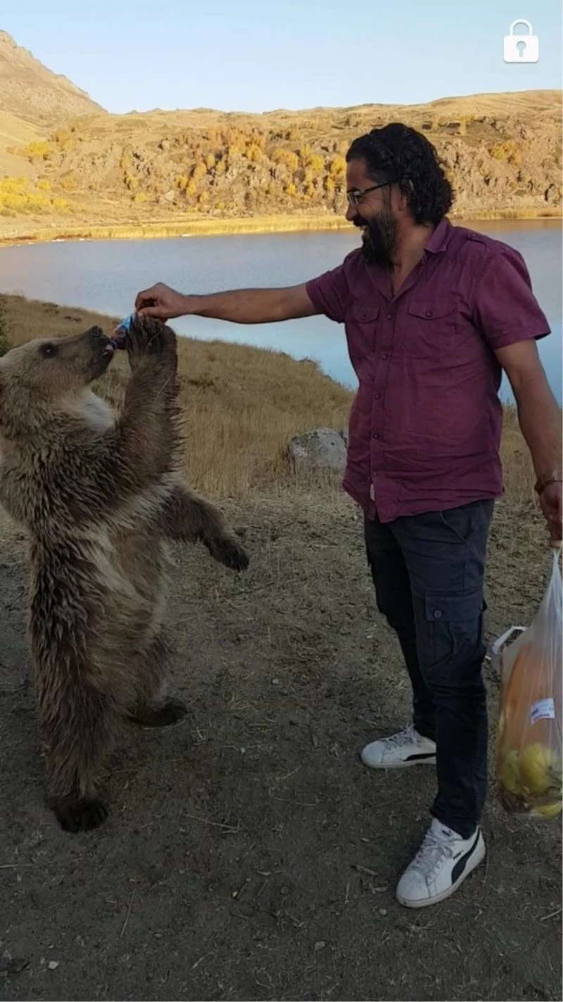 Nemrut’un maskotu kardeş ayılardan biri kayıp
