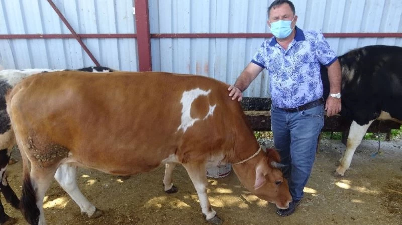 Doğuştan ay yıldız motifli 350 kilogramlık kurbanlık alıcısını bekliyor
