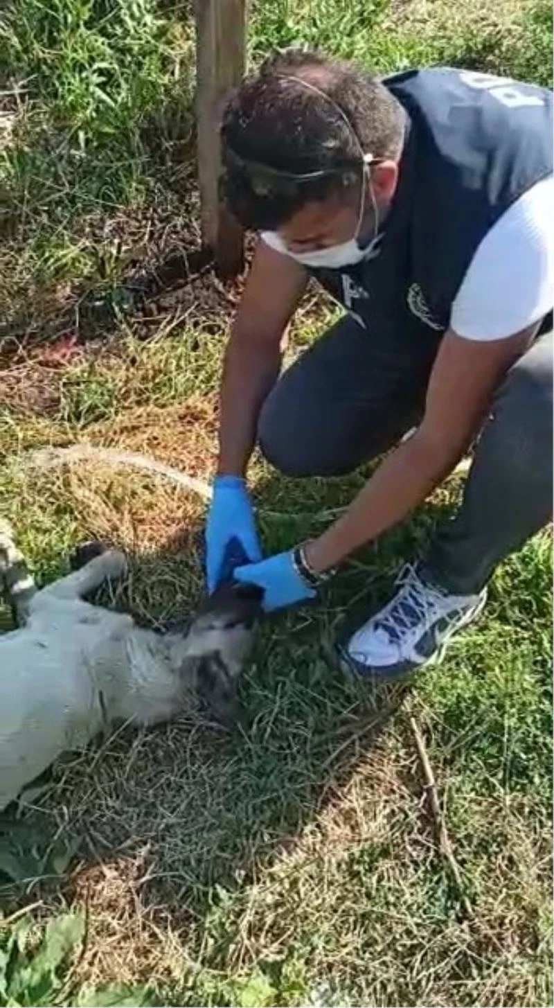 Fedakâr polis, susuzluktan fenalaşan köpeğe elleriyle su içirdi
