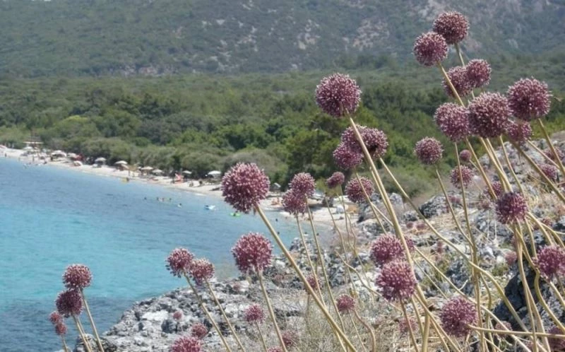 Kıyı sarımsakları Körfez’e renk kattı
