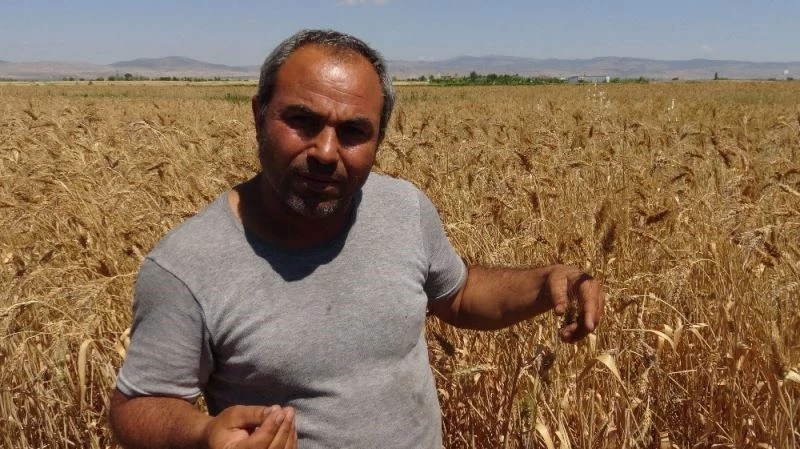 Geçmişini bilmediği bir avuç buğdayı çoğaltmaya çalışıyor
