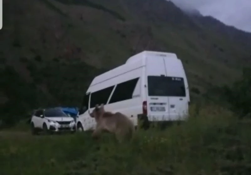 Göçerlerin çadır kurduğu bölgeye gelen boz ayı korkuya neden oldu
