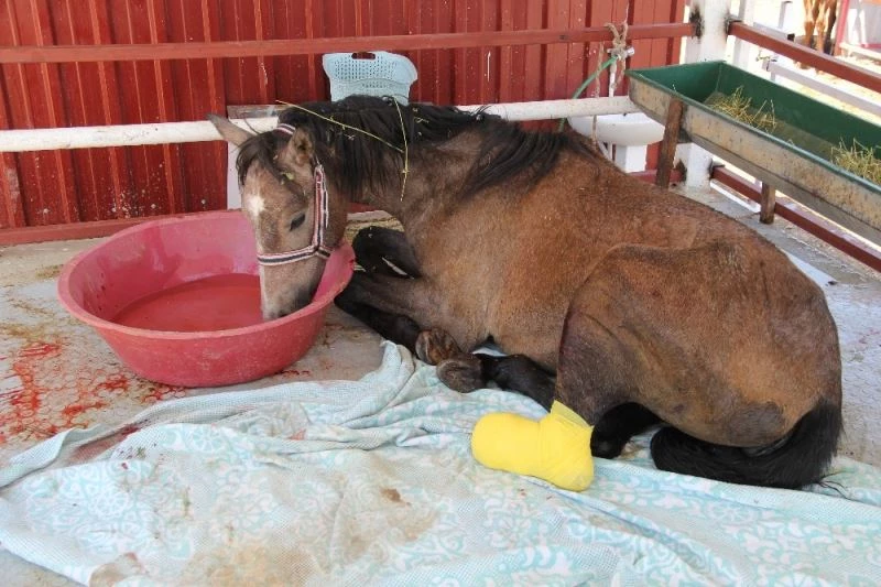 Haluk Levent’in sahip çıktığı yaralı tay, İzmir’de ameliyat oldu
