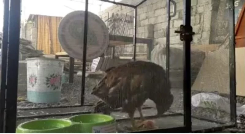 Koruma altına alınan Kızıl Şahin’in beslenmesi görüntülendi
