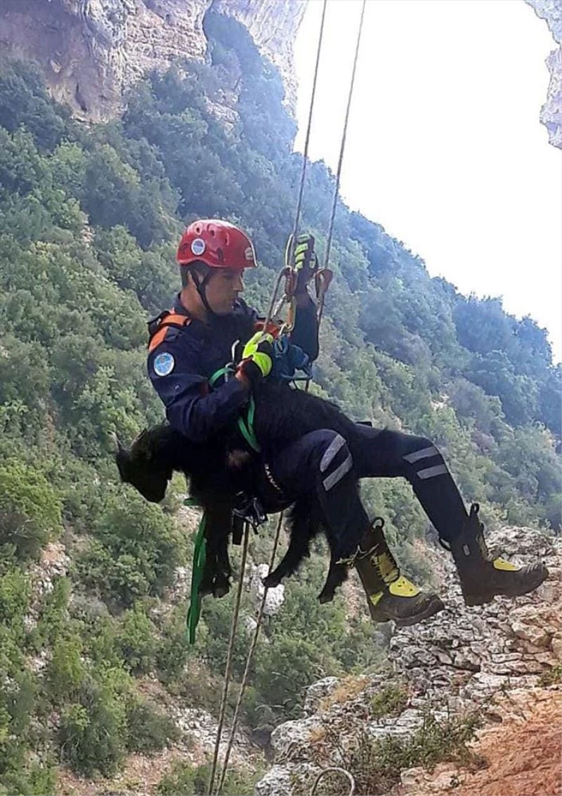 Uçurum kenarında mahsur kalan keçileri itfaiye kurtardı