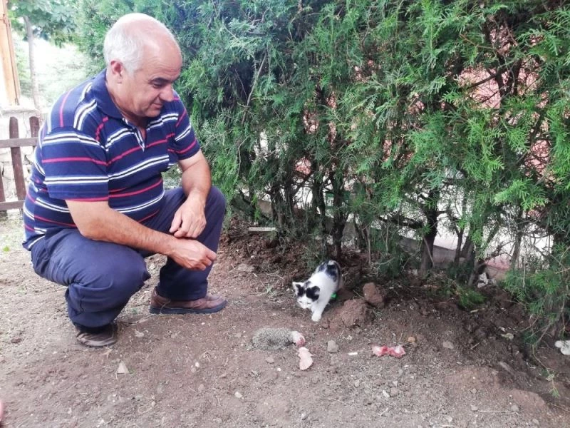 Kedi, yavru kirpiye sahip çıktı
