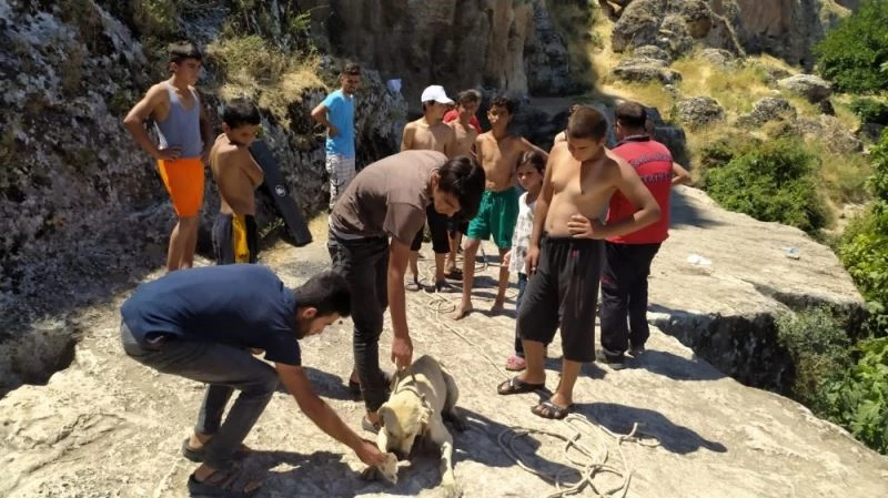 20 metrelik sarnıca düşen köpek halatla kurtarıldı

