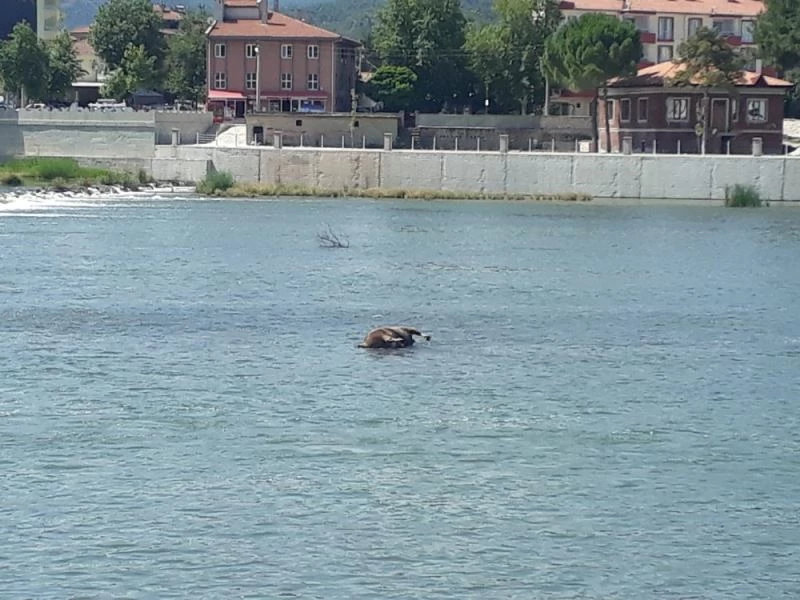 Kızılırmak’taki hayvan leşi tepki çekti
