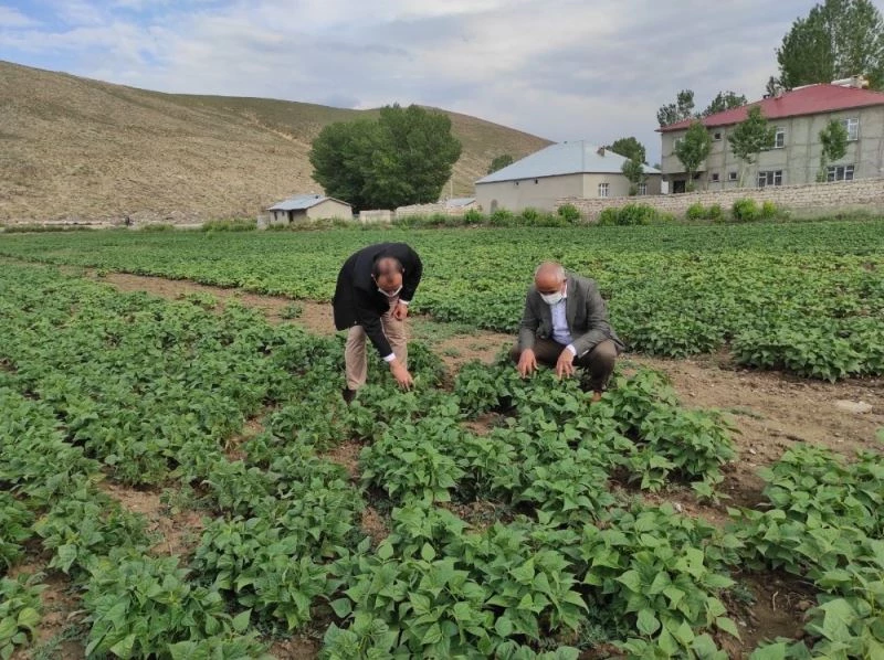 Çaldıran’da bitkisel ürün çeşitliliğinin arttırılmasına yönelik proje çalışması

