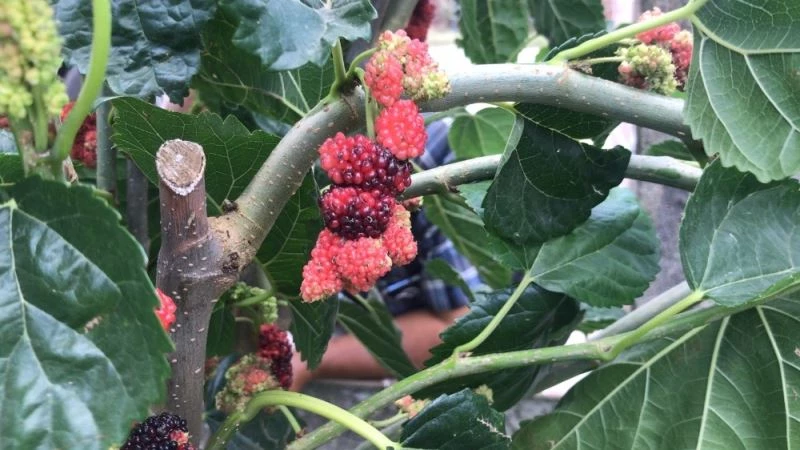 (Özel) Dut ağacındaki iki farklı renk görenleri şaşırtıyor
