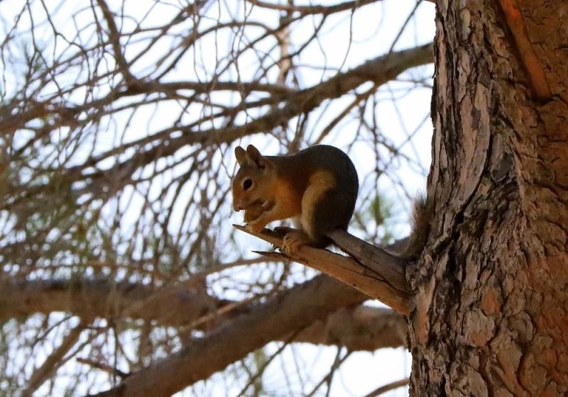 Sincabın yemek keyfi
