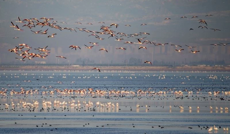 Akyatan Lagünü kiraya veriliyor
