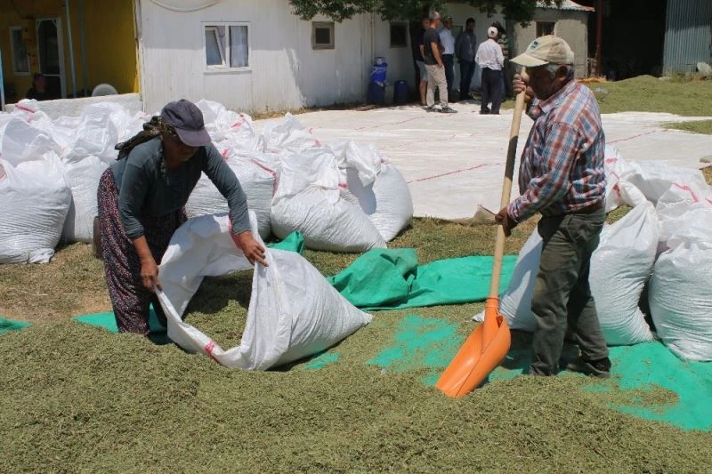 Bilinçli üreticilerin kekikleri dünyaya ihraç ediliyor
