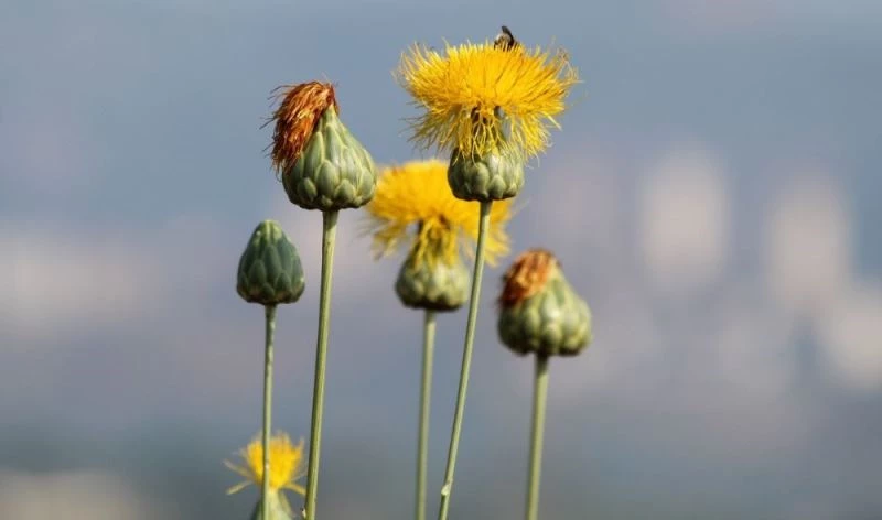 Kuşadası’nda her bahçeye bir Tülüşah
