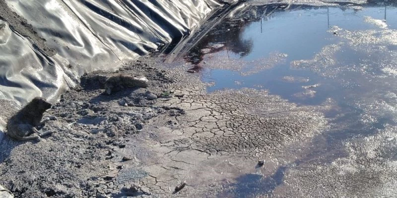 Zifte saplanan köpekler kurtarıldı
