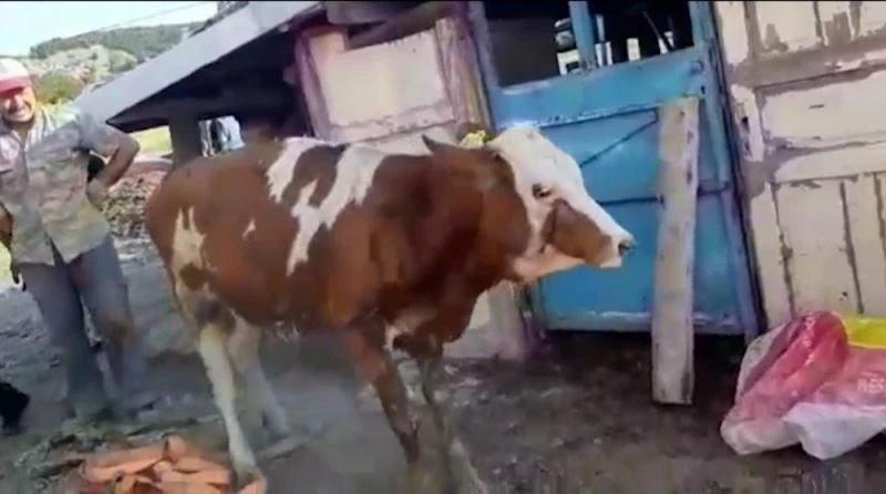 İnşaat çukuruna düşen kurbanlık danayı itfaiye kurtardı
