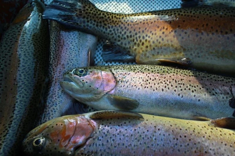 BUÜ’lü akademisyenler yeni bir bakteri türü keşfetti
