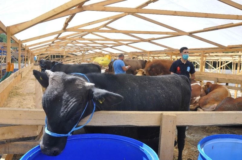 Kemerburgaz kurban satış alanına ilk kurbanlıklar geldi
