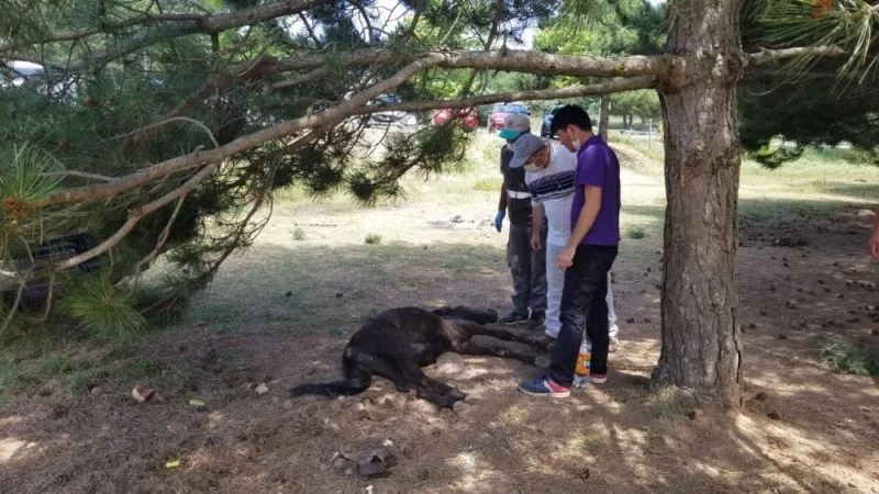 İşçilerin bitkin halde bulduğu tay tedavi altına alındı
