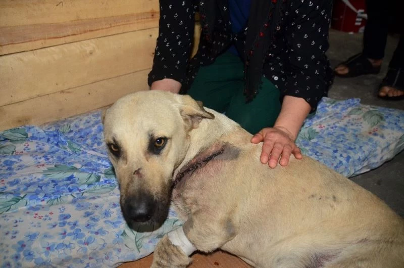 Kesici aletle yaralanan sokak köpeğini mahalleli tedavi ettirdi
