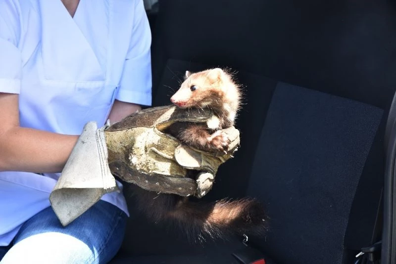 Tedavi edilen sansar doğaya bırakıldı
