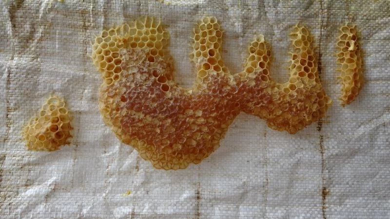 Arıların işlediği 