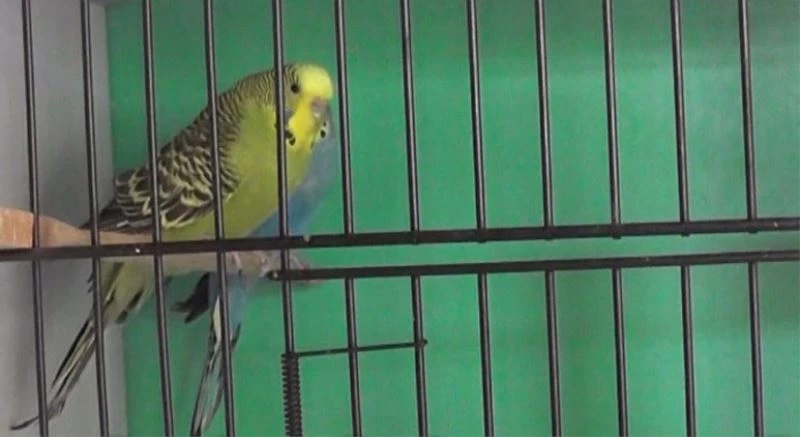 ADÜ Veteriner Fakültesi’nde kafes kuşlarına özel bakım
