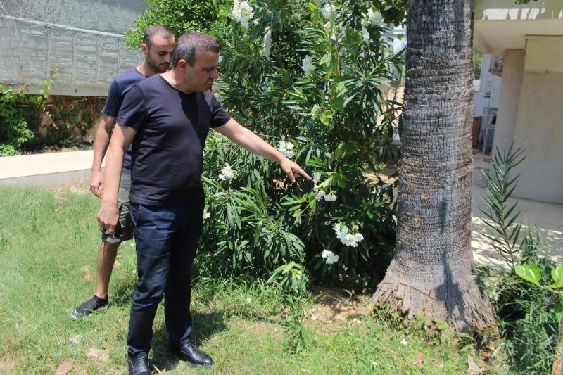 Üst katların manzarasını kapattığı gerekçesiyle kesilen palmiye ağacı site sakinlerini isyan ettirdi
