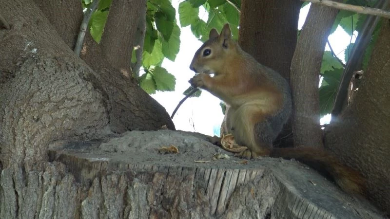 Sincap ile öğretmenin kıskandıran dostluğu
