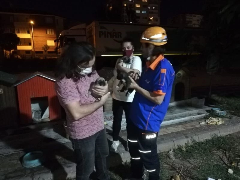 Yavru köpekler ölmeden kurtarıldı

