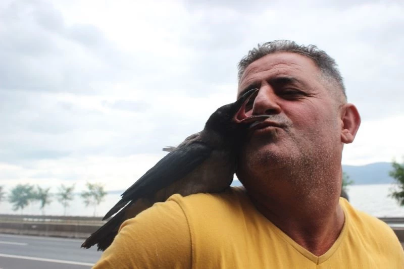 Başına gelmeyen kalmayan kargayı kelle paça ve sucukla besliyor
