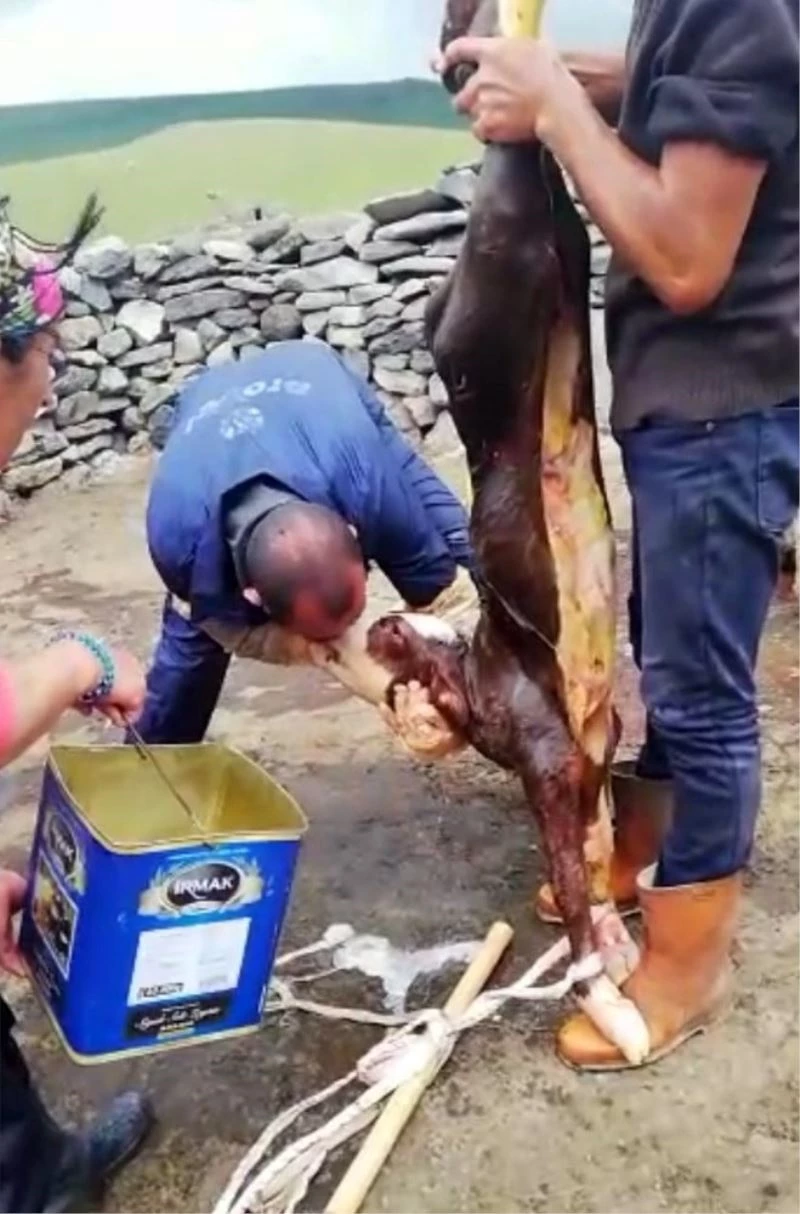 Buzağıyı suni teneffüs yaparak kurtardı
