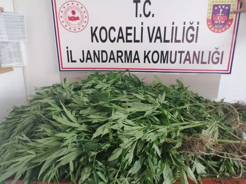 Yaşlı kadının 30 yıldır kullanmadığı araziyi uyuşturucu tarlasına çevirdiler
