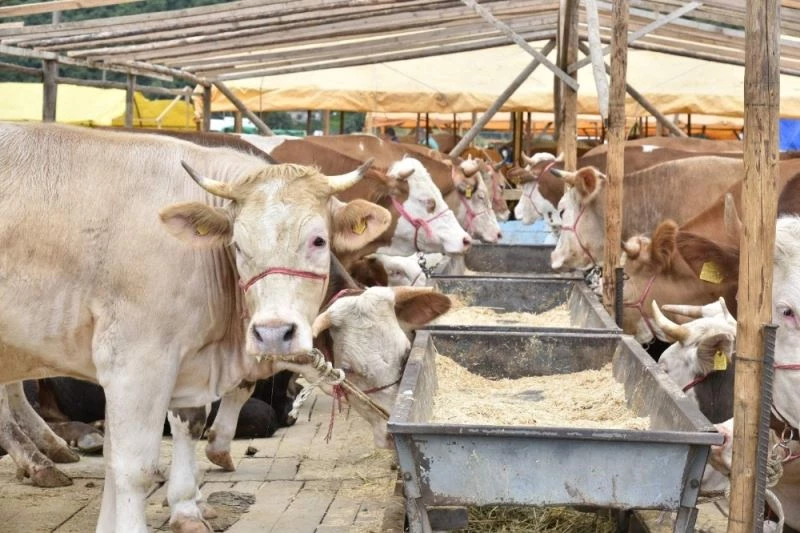 Akyazı’da kurbanlıklar alıcılarını bekliyor
