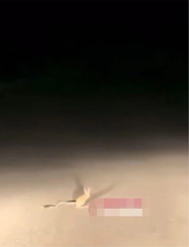 Dünyanın en ilginç hayvanlarından “Kanguru Faresi” Ankara’da görüldü
