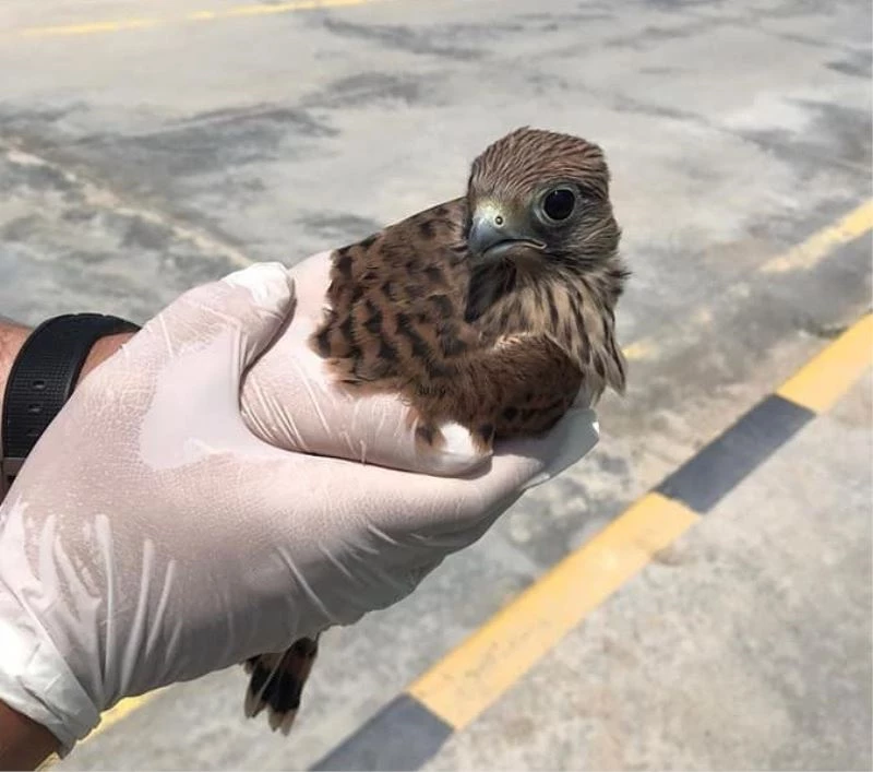 Kerkenez yırtıcısı tedavi altına alındı
